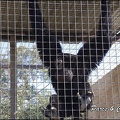 zoo frejus - Primates - Siamangs - 230