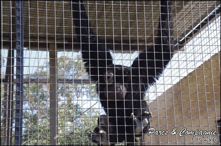 zoo frejus - Primates - Siamangs - 230