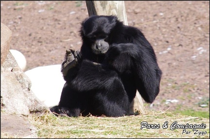 zoo frejus - Primates - Siamangs - 231
