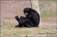 zoo frejus - Primates - Siamangs - 232