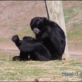 zoo frejus - Primates - Siamangs - 232