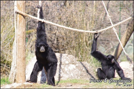 zoo frejus - Primates - Siamangs - 233