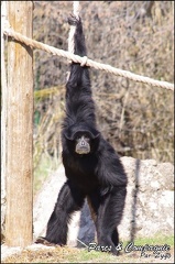zoo frejus - Primates - Siamangs - 234