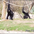 zoo frejus - Primates - Siamangs - 235