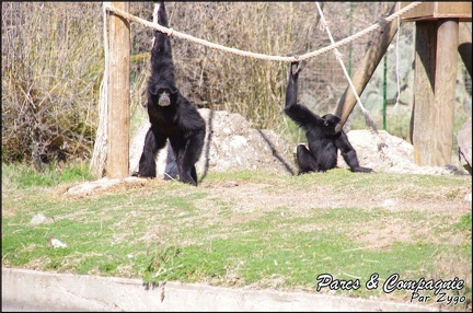 zoo frejus - Primates - Siamangs - 235