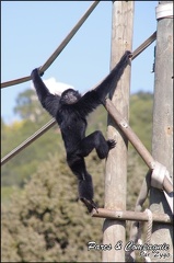 zoo frejus - Primates - Siamangs - 236