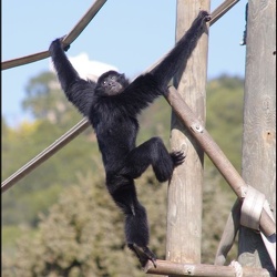 zoo frejus - Primates - Siamangs
