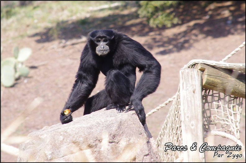 zoo_frejus_-_Primates_-_Siamangs_-_237.jpg