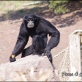 zoo frejus - Primates - Siamangs - 237