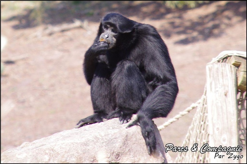 zoo_frejus_-_Primates_-_Siamangs_-_238.jpg