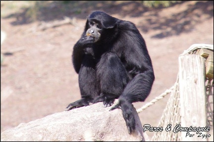 zoo frejus - Primates - Siamangs - 238