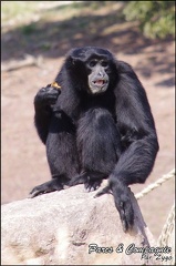 zoo frejus - Primates - Siamangs - 239