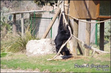 zoo frejus - Primates - Siamangs - 240
