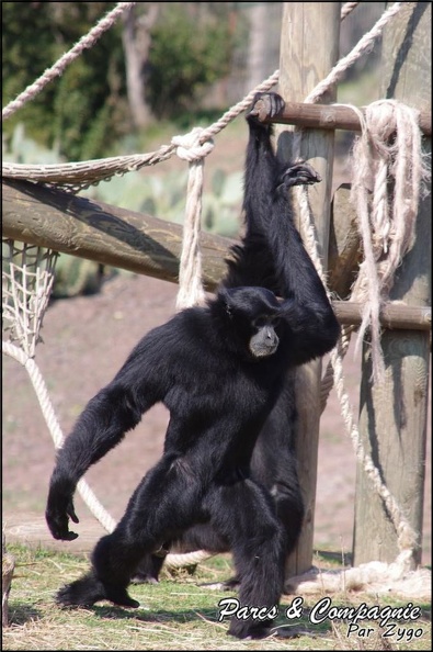 zoo_frejus_-_Primates_-_Siamangs_-_241.jpg