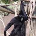 zoo frejus - Primates - Siamangs - 241