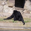 zoo frejus - Primates - Siamangs - 242
