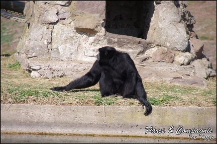 zoo frejus - Primates - Siamangs - 242