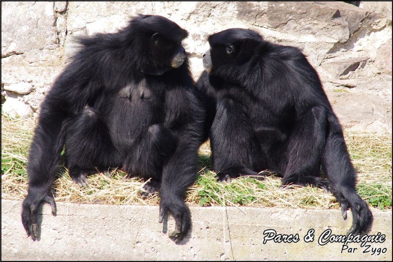zoo_frejus_-_Primates_-_Siamangs_-_243.jpg