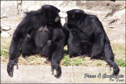zoo frejus - Primates - Siamangs - 243