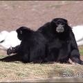 zoo frejus - Primates - Siamangs - 244