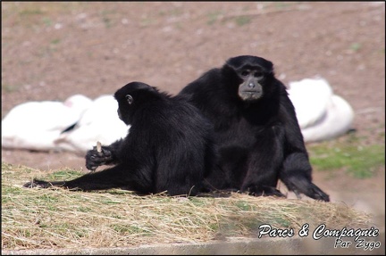 zoo frejus - Primates - Siamangs - 244