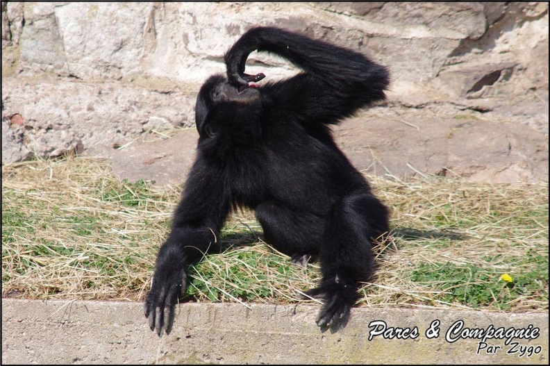 zoo frejus - Primates - Siamangs - 245