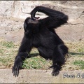 zoo frejus - Primates - Siamangs - 245
