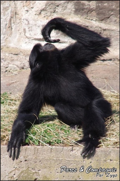 zoo frejus - Primates - Siamangs - 246
