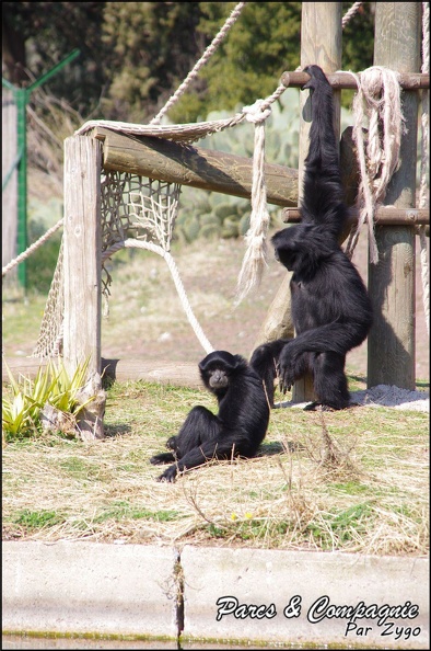 zoo frejus - Primates - Siamangs - 247