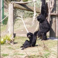zoo frejus - Primates - Siamangs - 247