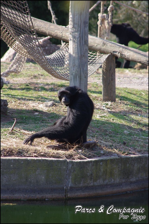 zoo frejus - Primates - Siamangs - 248