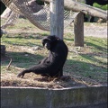 zoo frejus - Primates - Siamangs - 248