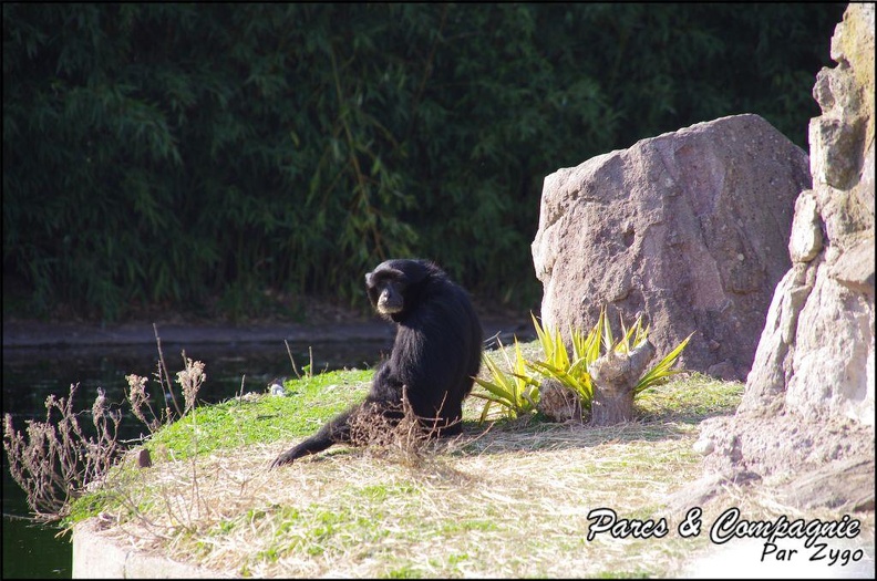 zoo frejus - Primates - Siamangs - 249
