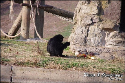 zoo frejus - Primates - Siamangs - 250