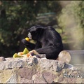 zoo frejus - Primates - Siamangs - 251