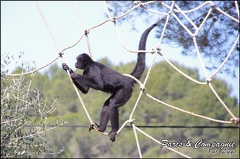 zoo frejus - Primates - atele de colombie - 135