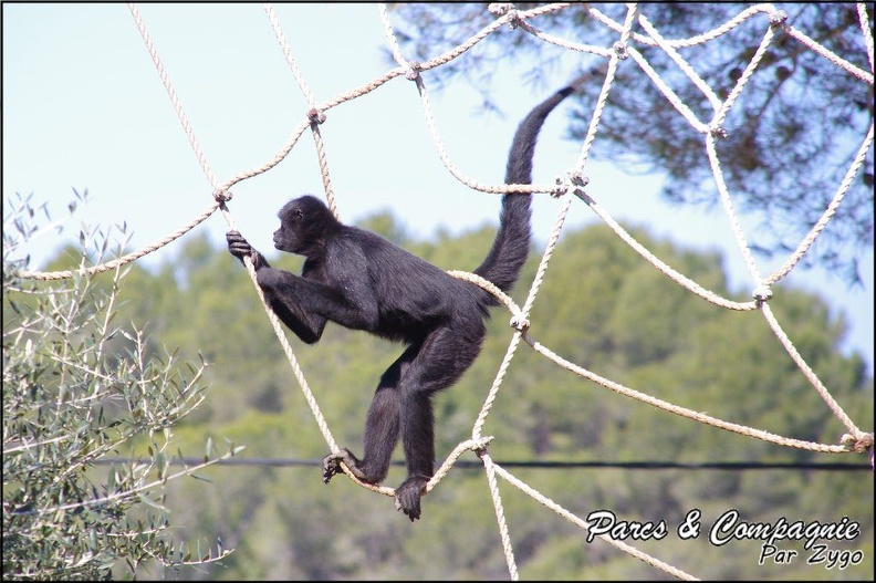 zoo_frejus_-_Primates_-_atele_de_colombie_-_135.jpg