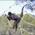 zoo frejus - Primates - atele de colombie - 135