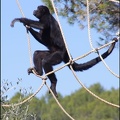 zoo frejus - Primates - atele de colombie - 136