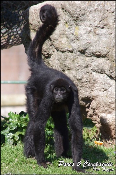 zoo_frejus_-_Primates_-_atele_de_colombie_-_137.jpg
