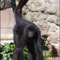 zoo frejus - Primates - atele de colombie - 137