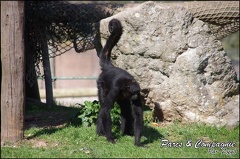 zoo frejus - Primates - atele de colombie - 138