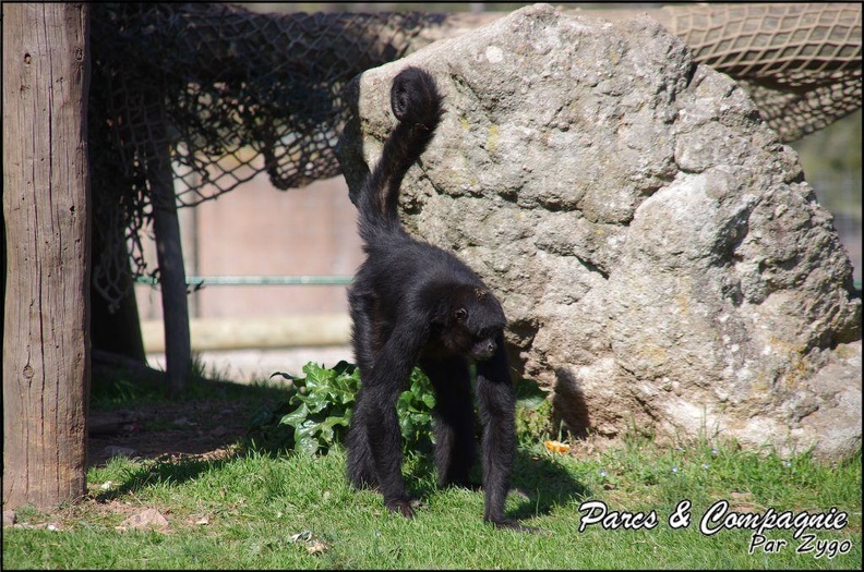 zoo_frejus_-_Primates_-_atele_de_colombie_-_138.jpg
