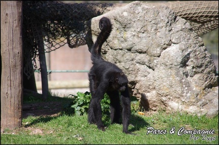 zoo frejus - Primates - atele de colombie - 138
