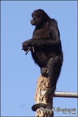 zoo frejus - Primates - atele de colombie - 139