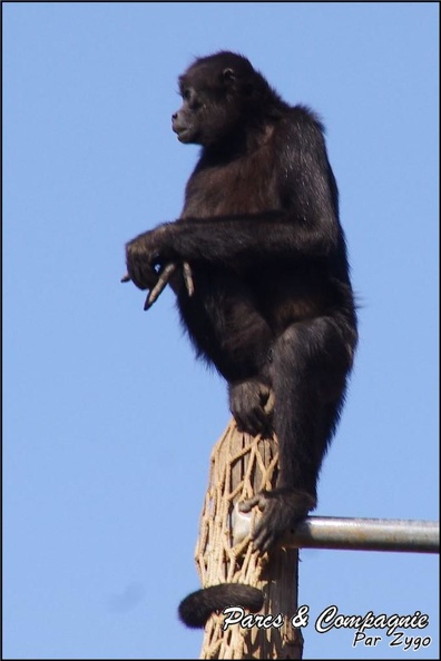 zoo_frejus_-_Primates_-_atele_de_colombie_-_139.jpg
