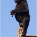 zoo frejus - Primates - atele de colombie - 139