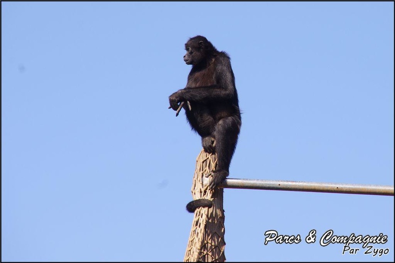 zoo_frejus_-_Primates_-_atele_de_colombie_-_140.jpg