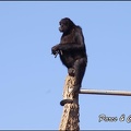 zoo frejus - Primates - atele de colombie - 140