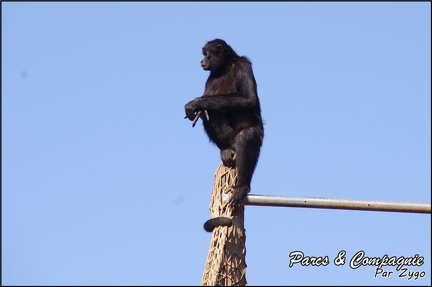 zoo frejus - Primates - atele de colombie - 140